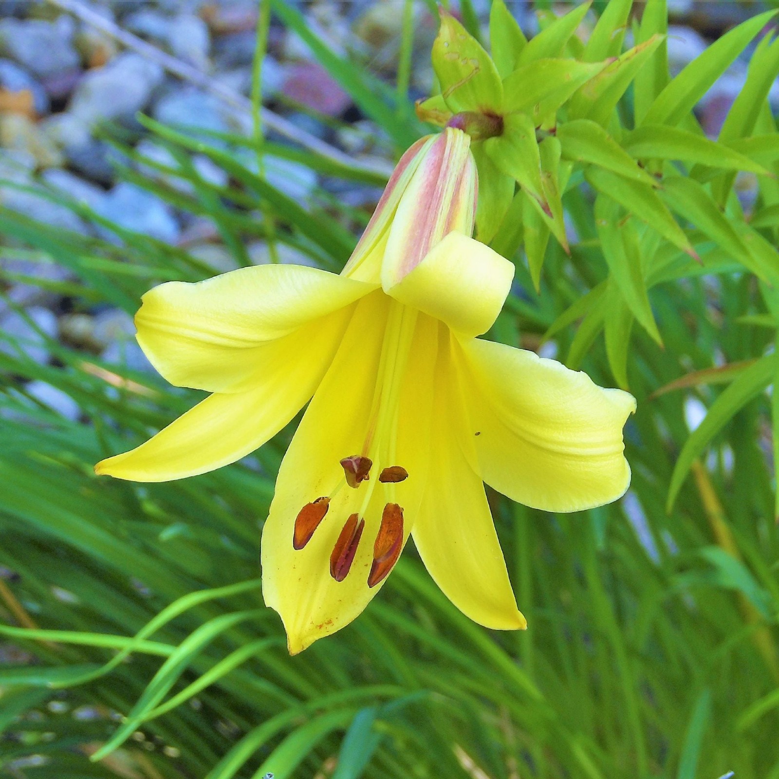 Lilium Trumpet Lily Golden Splendor 1 Bulb – Summer Large Yellow Fragrant Blooms