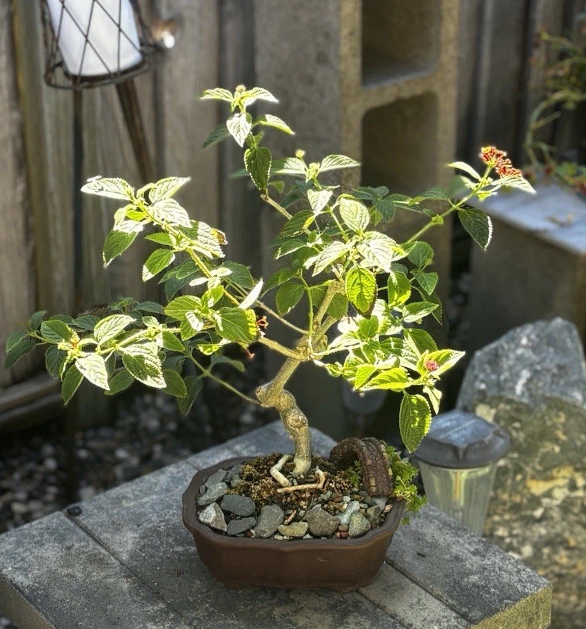 17 YEAR OLD LANTANA BONSAI TREE