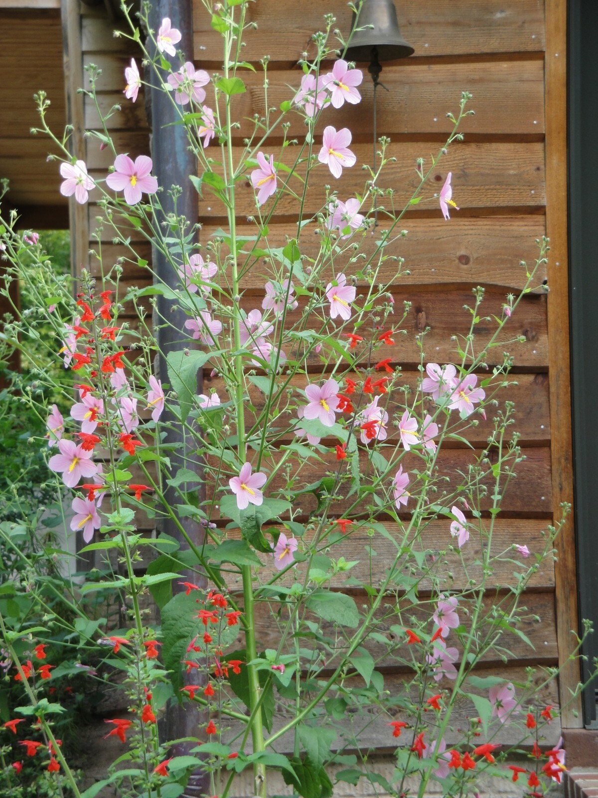 Pink Mallow Kosteletzkya virginica Native Perennial Wildflower 25 seeds from2023