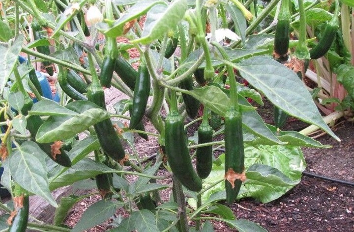 Serrano Hot Chili Pepper Seeds, NON-GMO, Salsa, Pico de Gallo, FREE SHIPPING