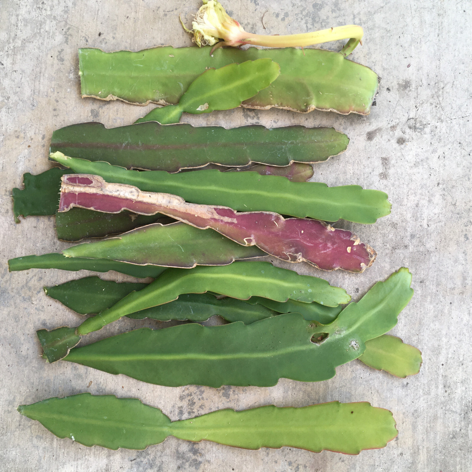 4 Mature Cuttings White EPIPHYLLUM Hookeri Fragrant Orchid Cactus STRICTUM