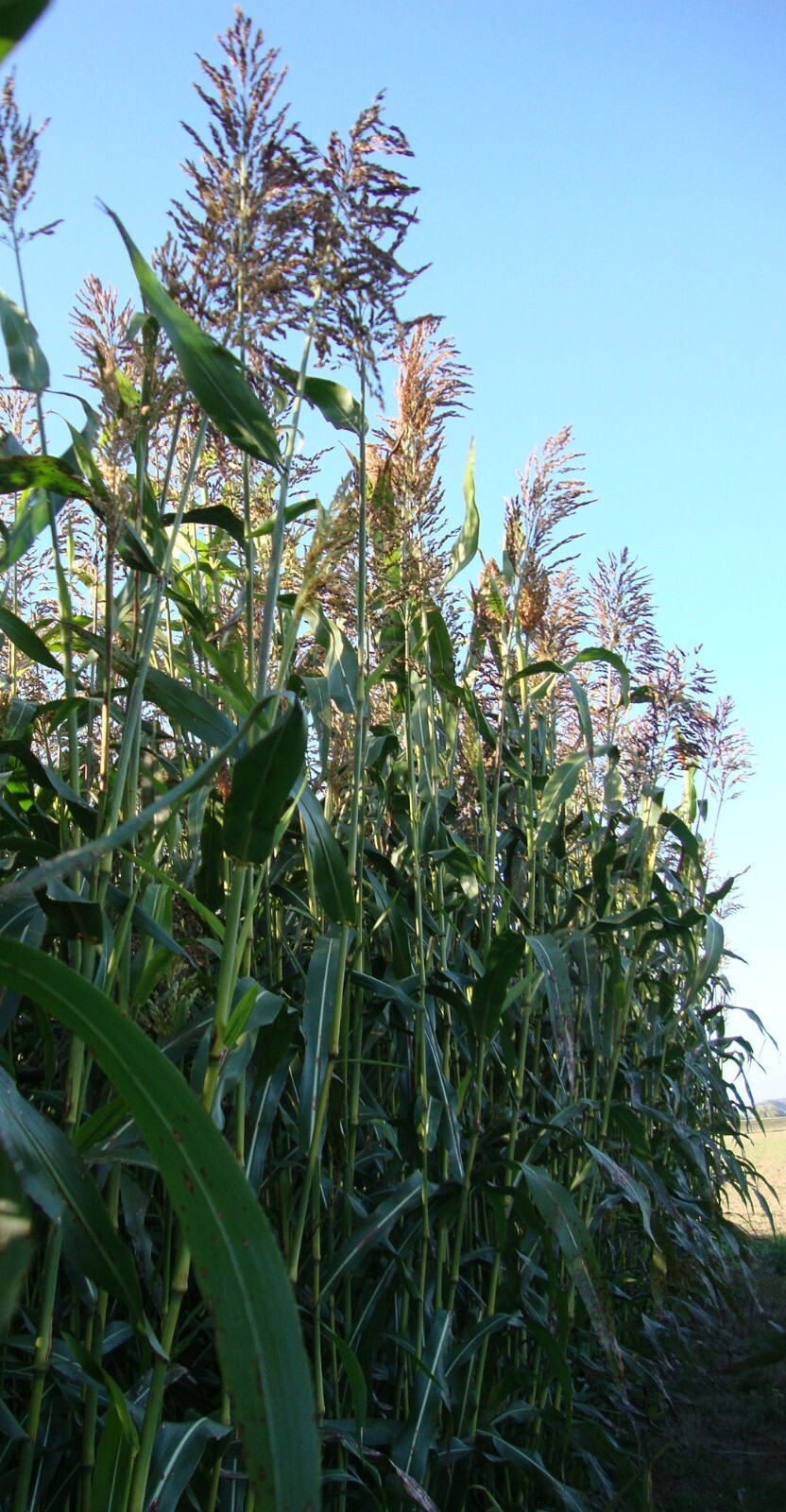 Sorghum Sudangrass Seeds Forage Cover Crop Fast Growing Drought Tolerant