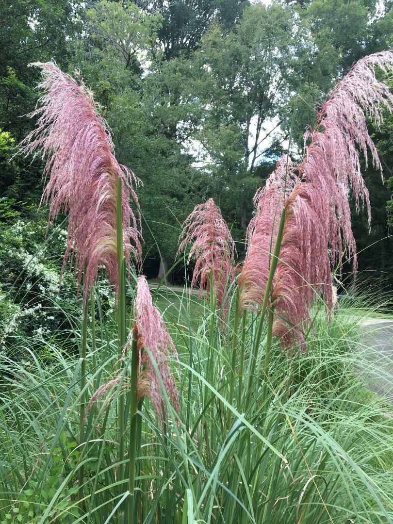 1,000 Seeds PINK PAMPAS GRASS AND 1,000 Seeds White Pampas Grass USA HomeGrown