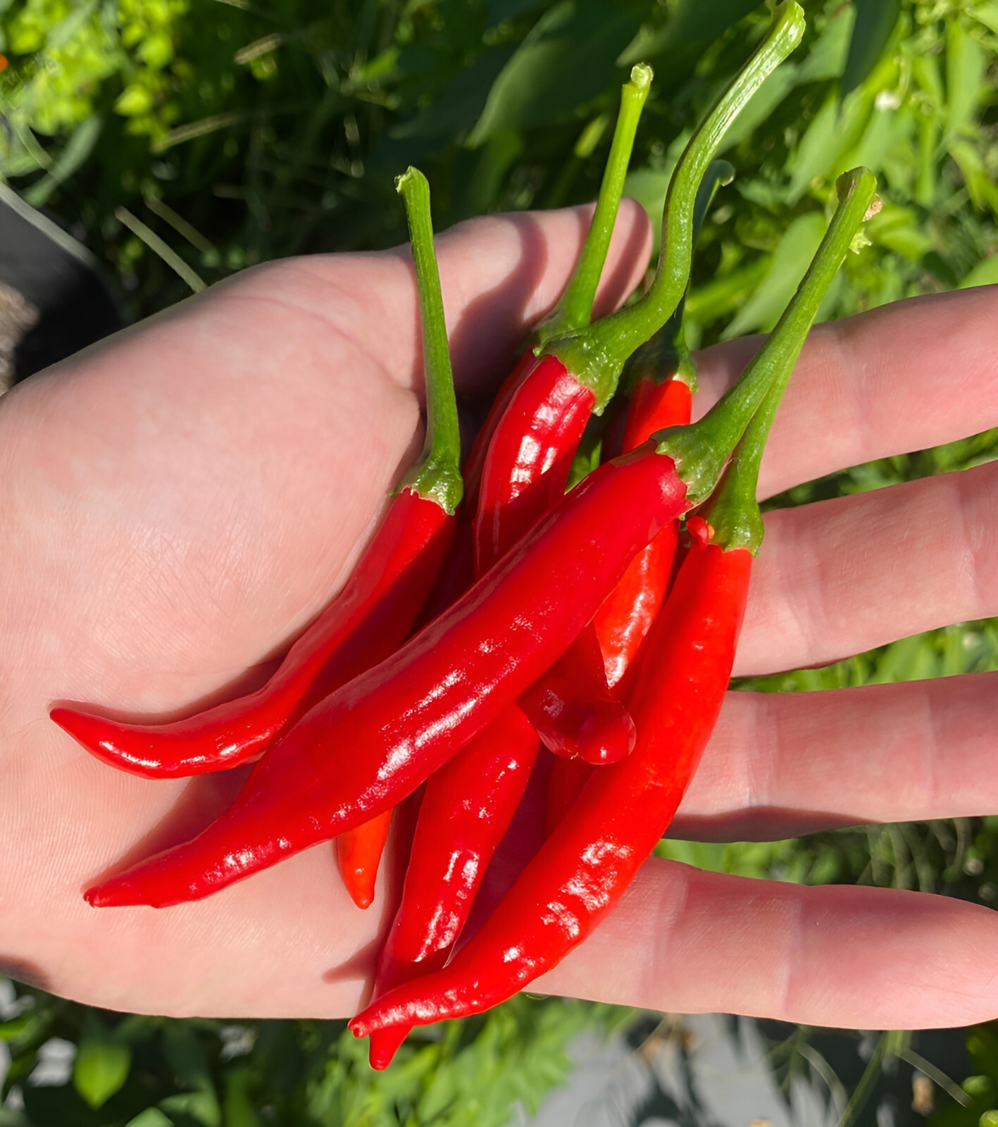 100 Heirloom Zero Heat Cayenne Pepper Seeds – Sweet Zero SHU Chili Seeds Non-GMO