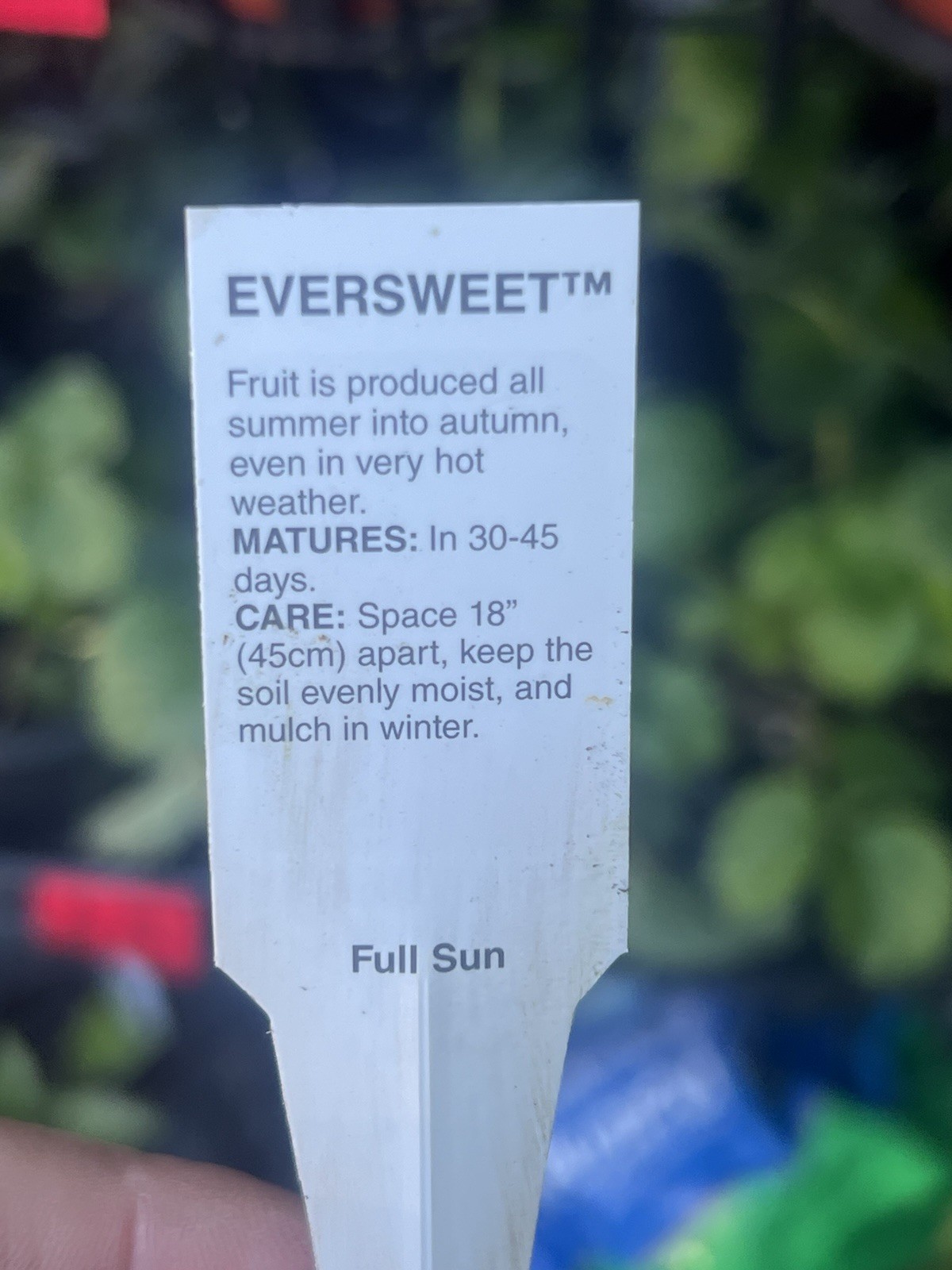 Live Ever Sweet Strawberry plant In 4” Pot