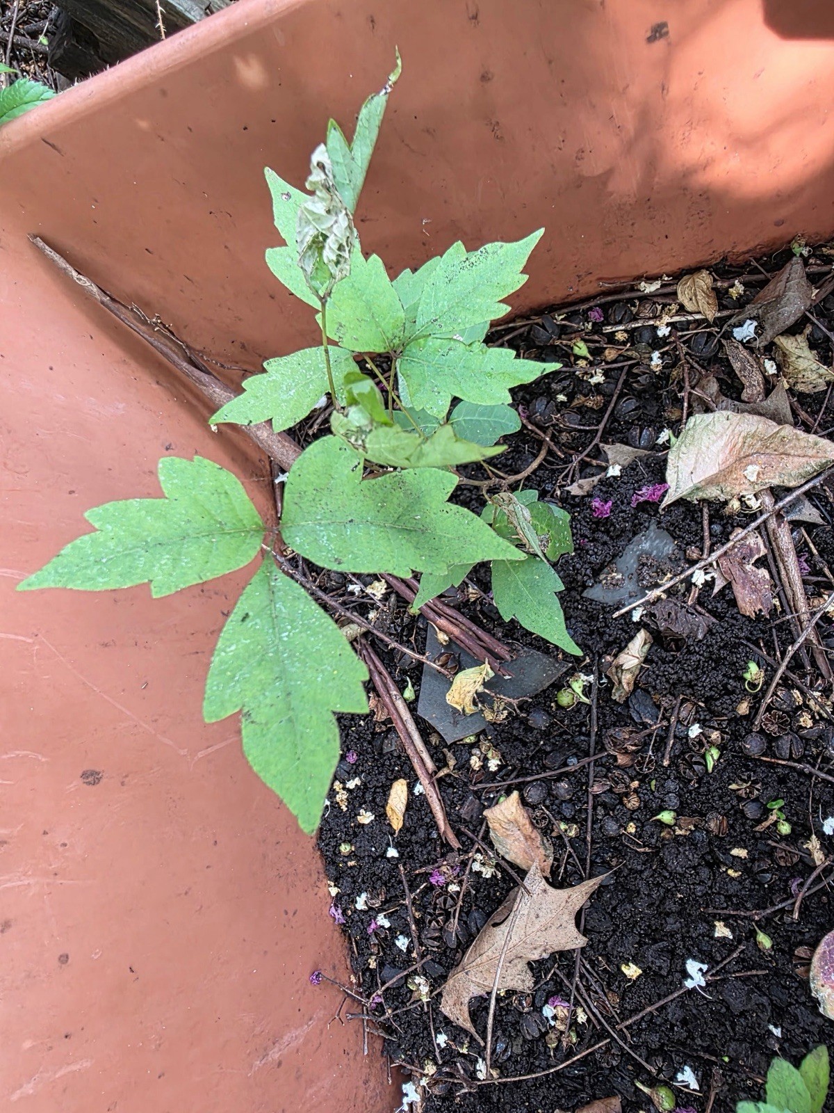 Poison Ivy Live Green Plant Seedling Plants Growing In Pot in Soil Rooted