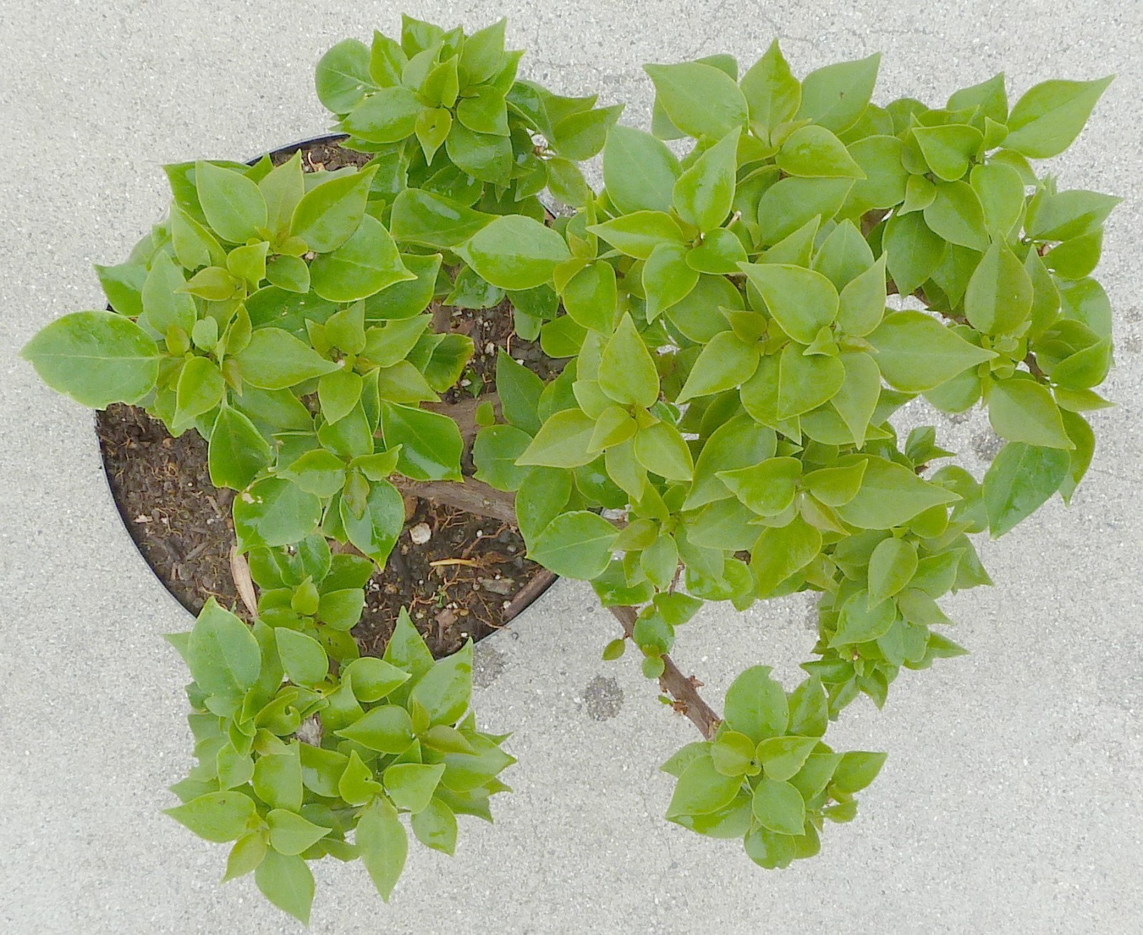 Torch Glow Pixie Bougainvillea Pre Bonsai Dwarf Kifu Fat Trunk Flowers