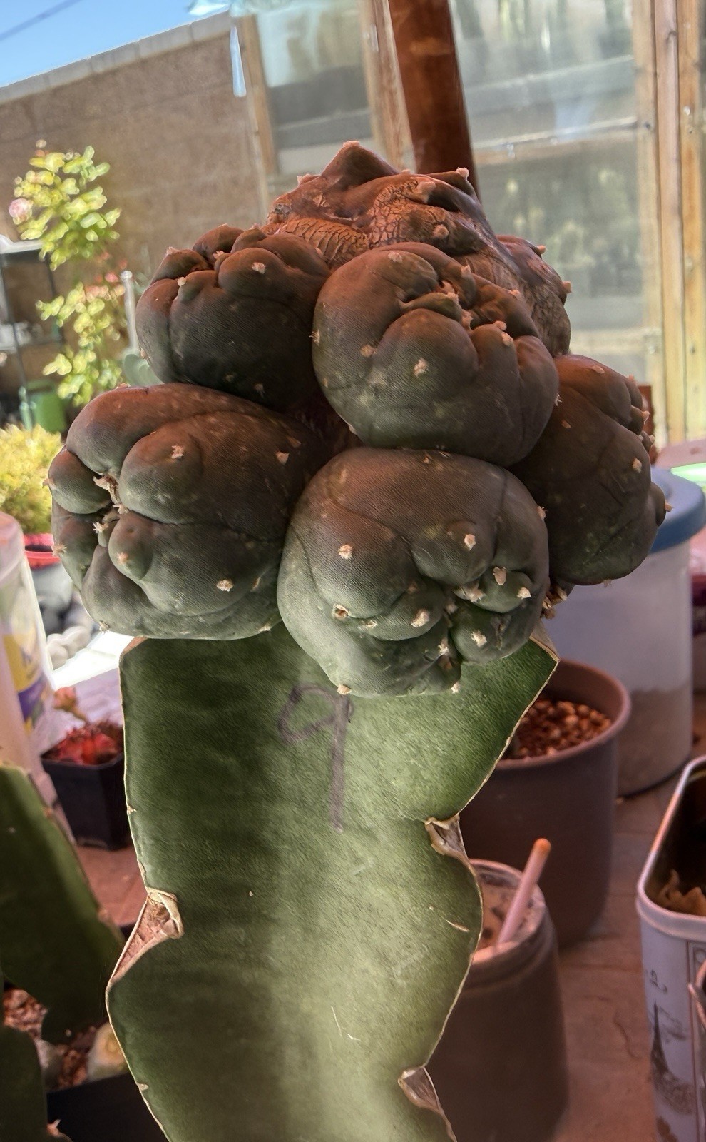 RARE 8.0Cm Grafted Ariocarpus Astrophytum .Multiple Heads Style[9]