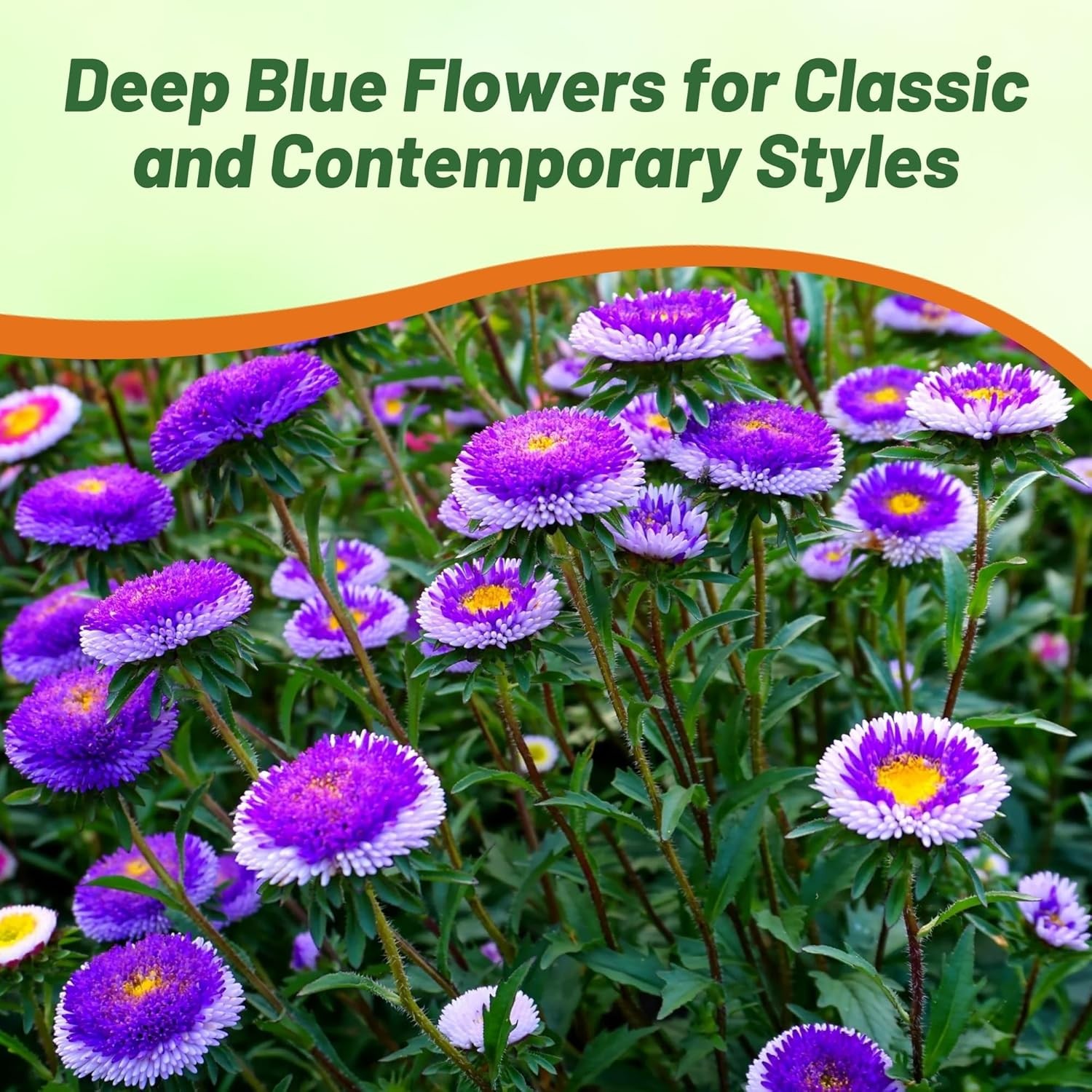 1000 Seeds Aster Seeds – Aster Callistephus Tall Pompon Blue Moon Flower Seed