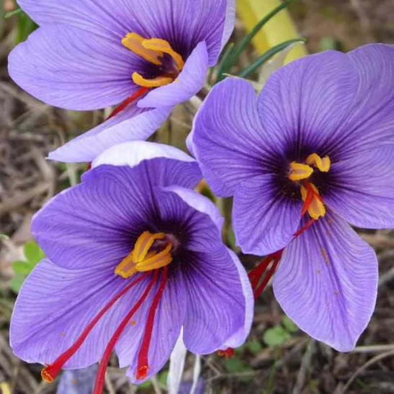 100 PCS Saffron Plant Seeds Non-Gmo Perennial Saffron Crocus Seeds