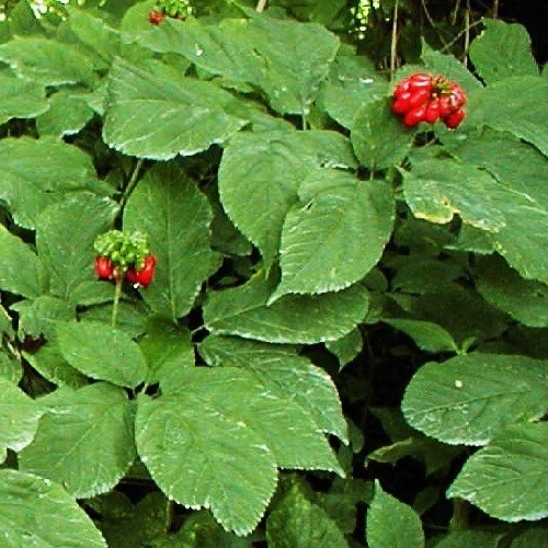 American Ginseng Seeds (Panax quinquefolius) – Fresh Stratified & Ready to Plant