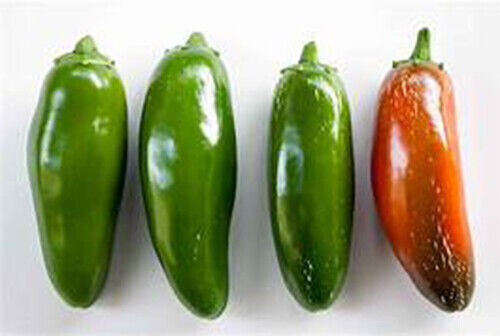 Scarborough Seeds Jalapeno Pepper 100 Seeds NON-GMO