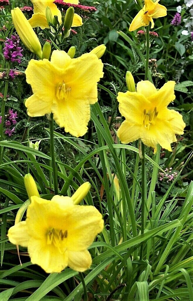6 Mature Fans Happy Returns Lemon Yellow Daylily Fragrant Re Bloom
