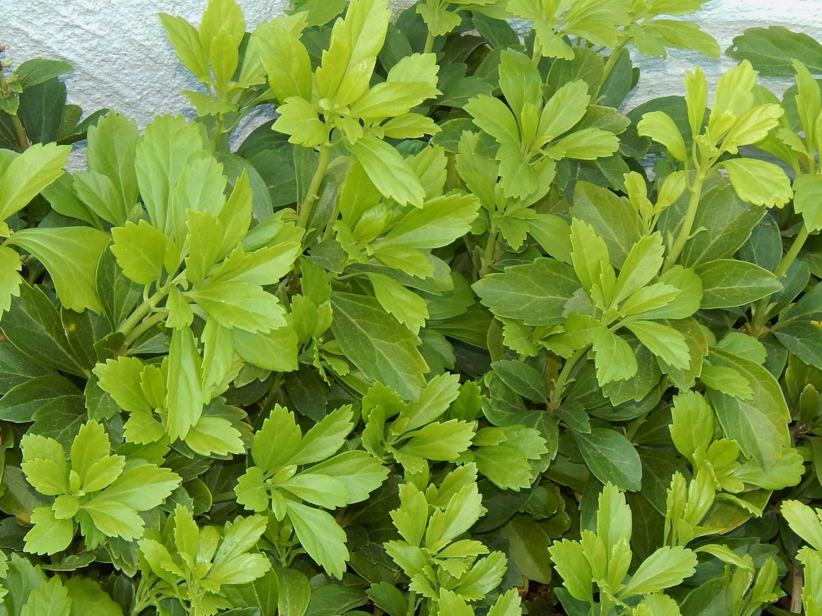 Pachysandra 35 Plants Japanese Spurge Ground Cover Perennial Evergreen Organic