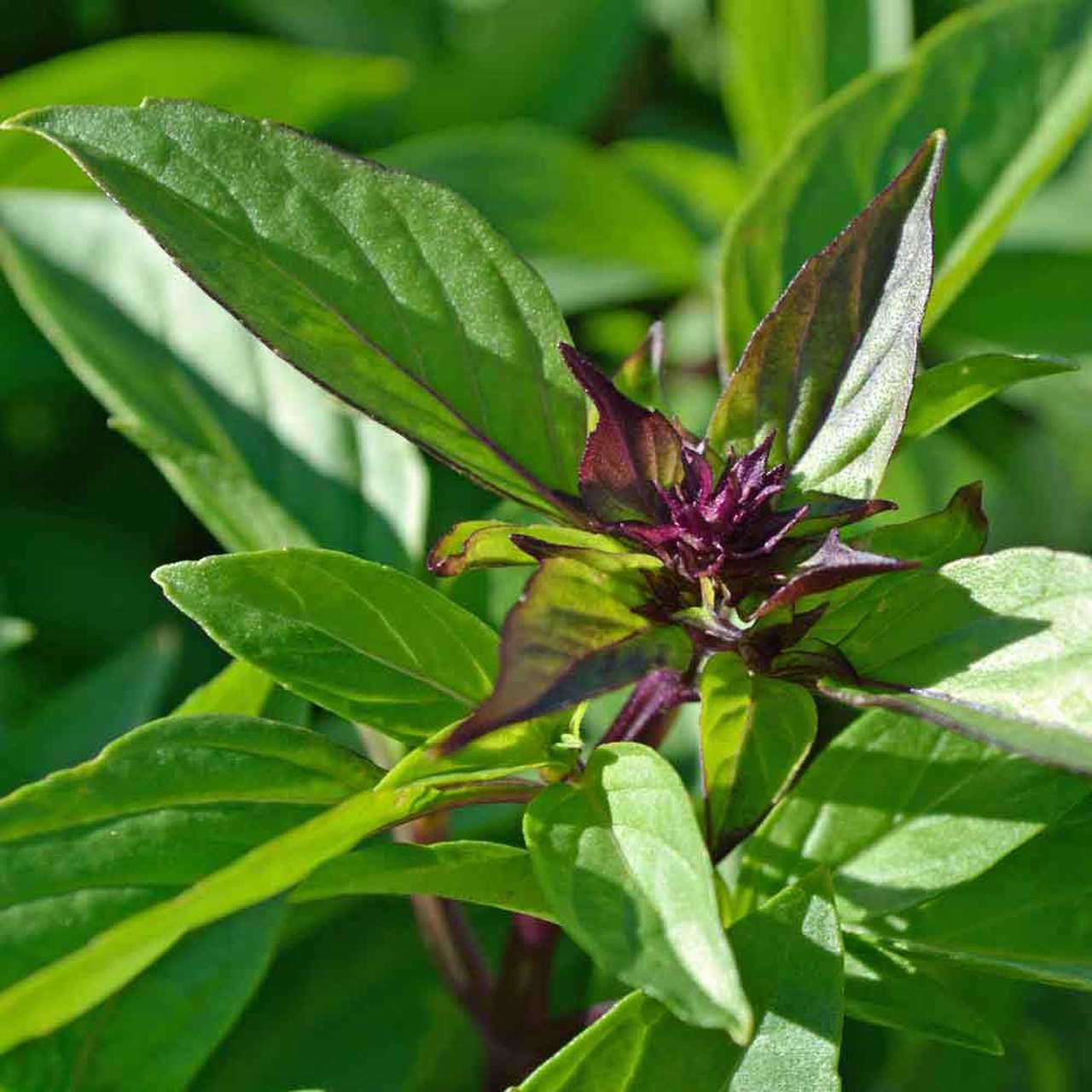 Thai Basil Seeds | Horapha Siam Queen USA Pho Asian Herb Seed 2024 Fast Shipping