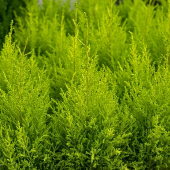 3-Pack Lemon Cypress “Goldcrest” USDA Zones 7-10 Evergreen Low Maintenance