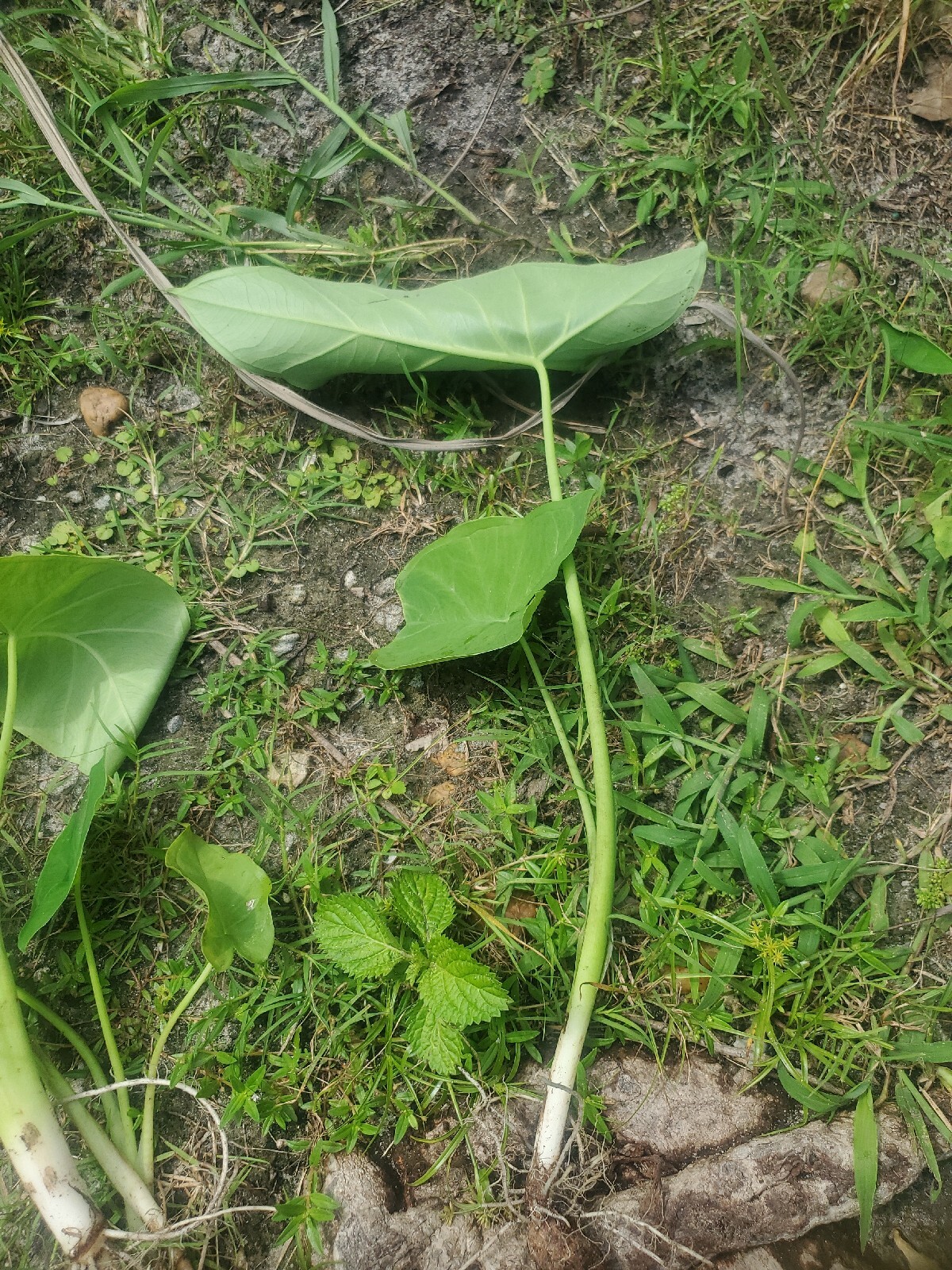 5 Elephant Ear Live Plants Tropical Alocasia Colocasia