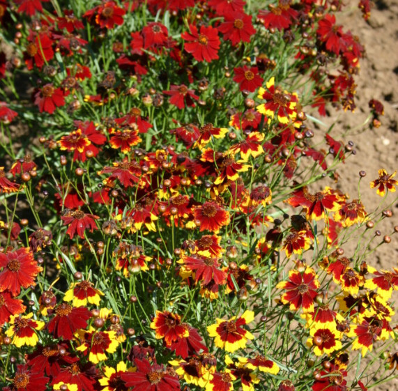 Coreopsis PLAINS SEMI-DWARF RED Heirloom Pollinators Bees USA Non-GMO 1000 Seeds