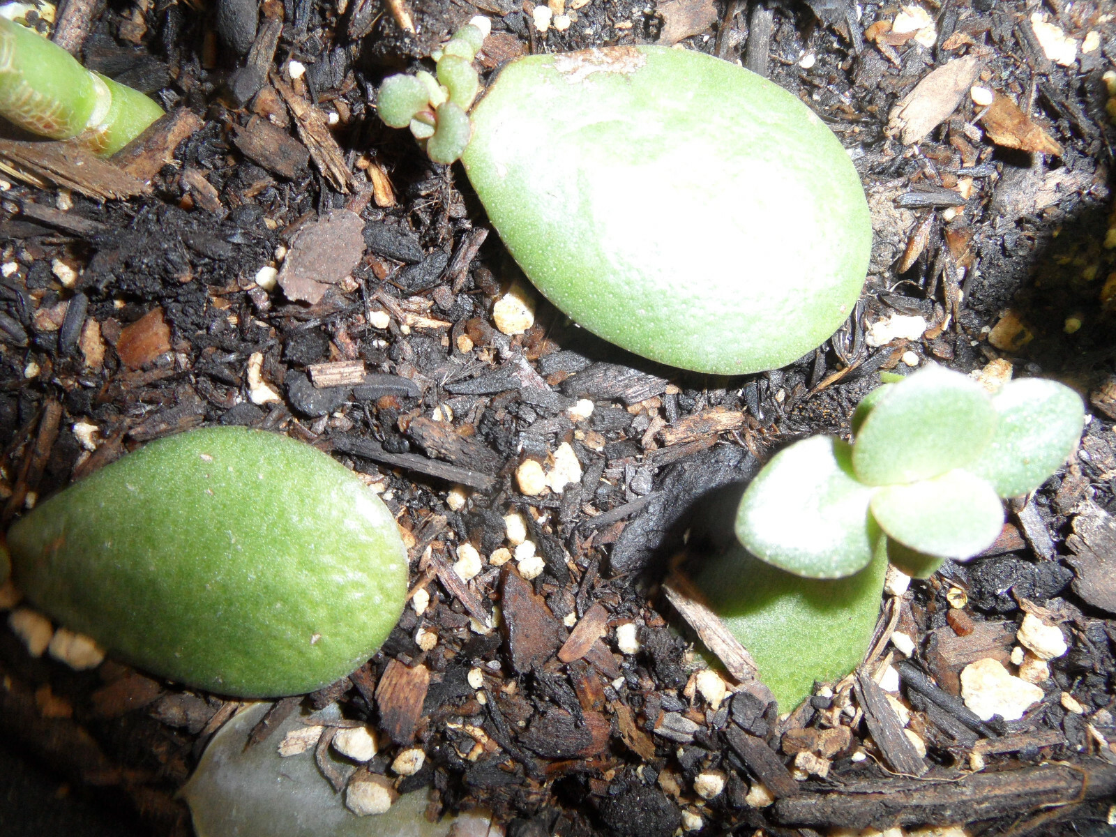 Crassula Ovata Jade money Friendship Plant planted in 3D printed Turtle planter
