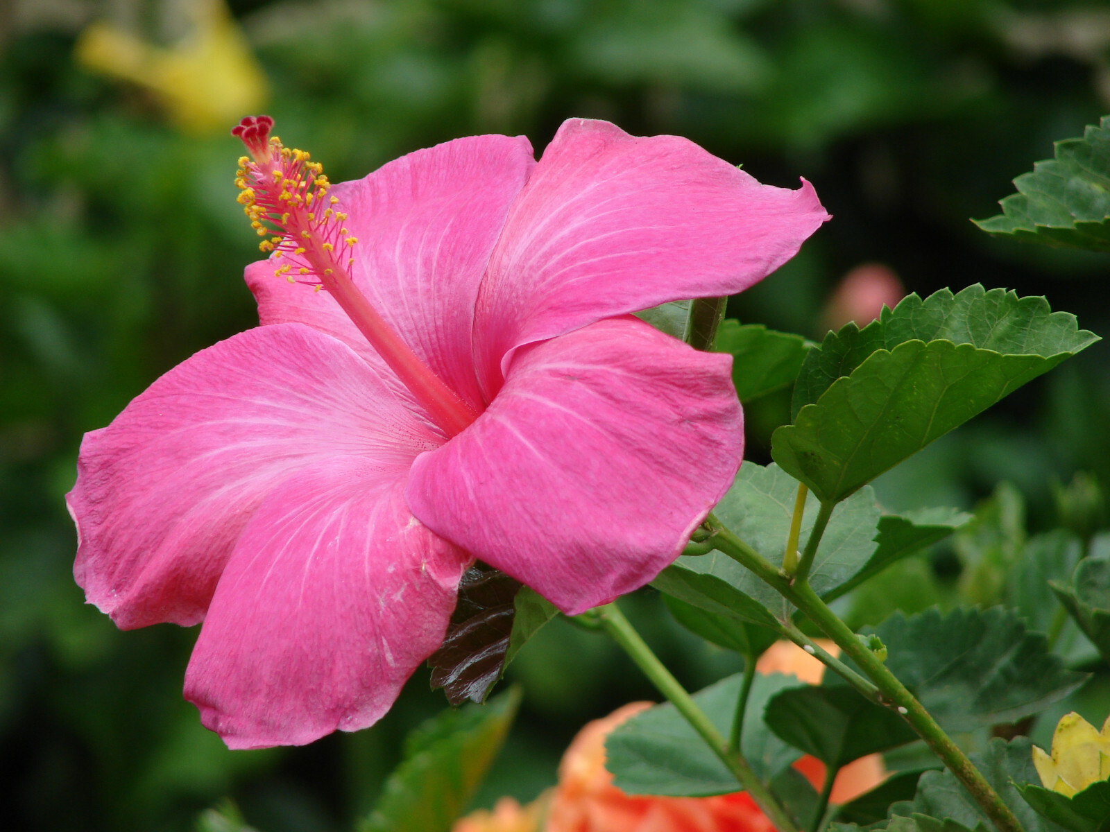 HAWAIIAN PINK HIBISCUS PLANT CUTTING 1 Cutting 2 – 4 In. Long
