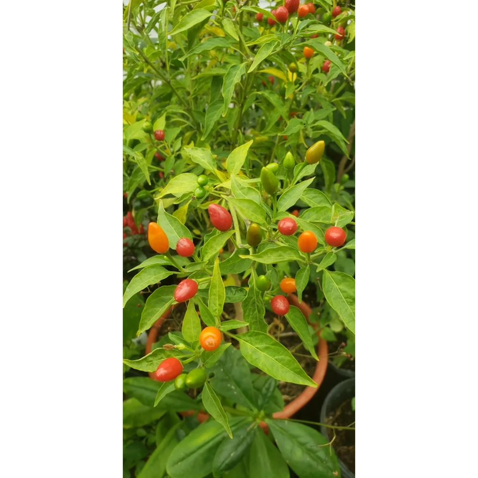 25+ ORGANIC – Pequin Hot Pepper Seeds – USA- Non GMO- New 2026 – Free Shipping