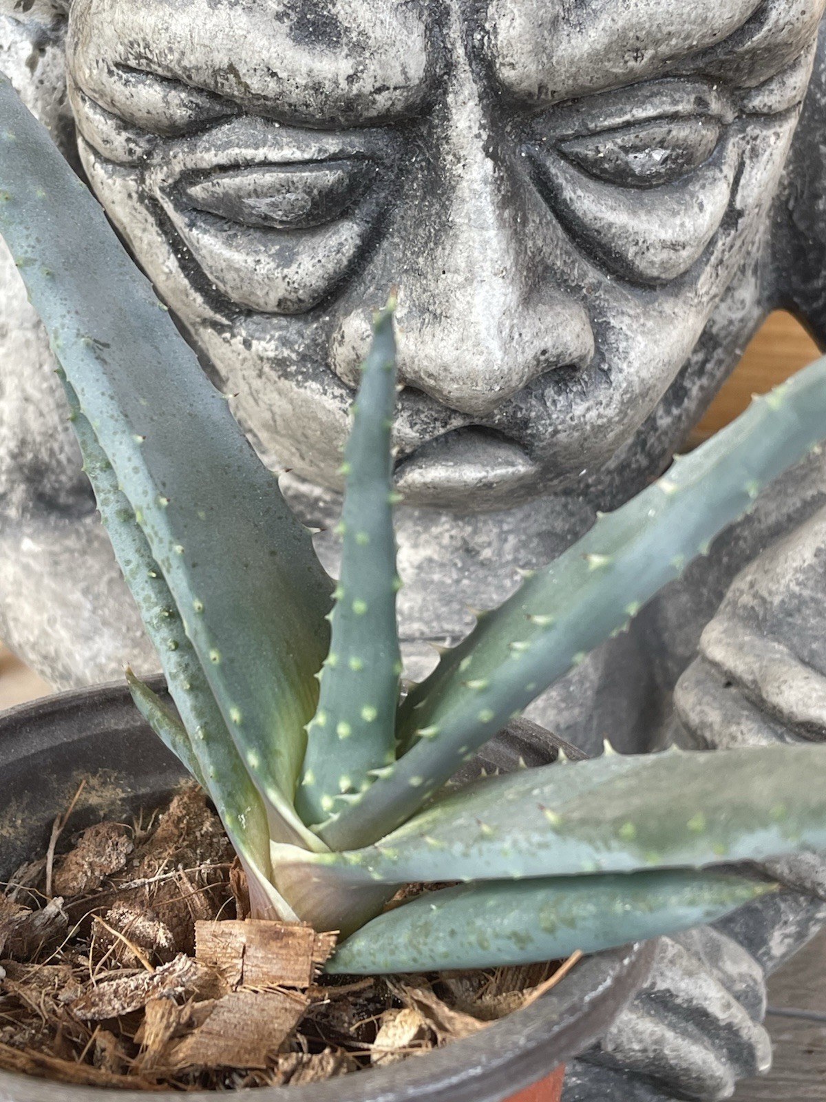 ALOE REITZII – rare aloe seedling — SEED GROWN!!