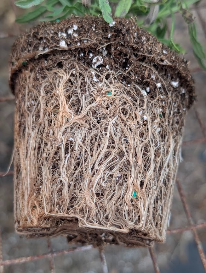 Live Sweet Lavender Herb Plant – 4” Potted (Lavandula x heterophylla)