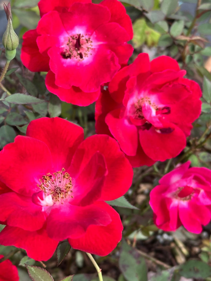 Martha Gonzales Rose Live Plant, 1 Gal, Fully Rooted Semi-Evergreen Rose Shrub