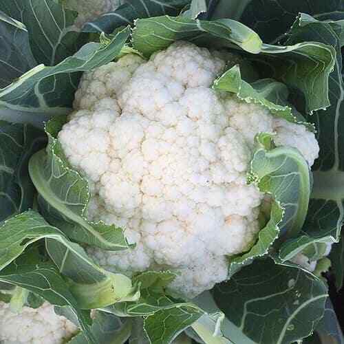 Cauliflower Snowball Y Improved Seeds 300+ Vegetable Garden NON-GMO USA FREE S&H