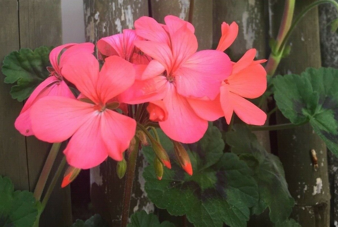 ORANGE PINK PELARGONIUM ZONAL GERANIUM FRESH LIVE PLANT 4 X 6″ STARTER CUTTINGS