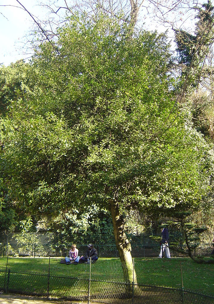 English Holly, Ilex aquifolium, Tree Seeds (Showy Evergreen, Hedge)
