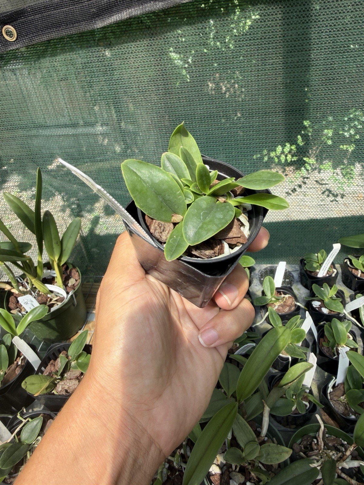Cattleya violacea ‘Mirtha Isabel’ x outcross ‘AWZ-USA’ seedling