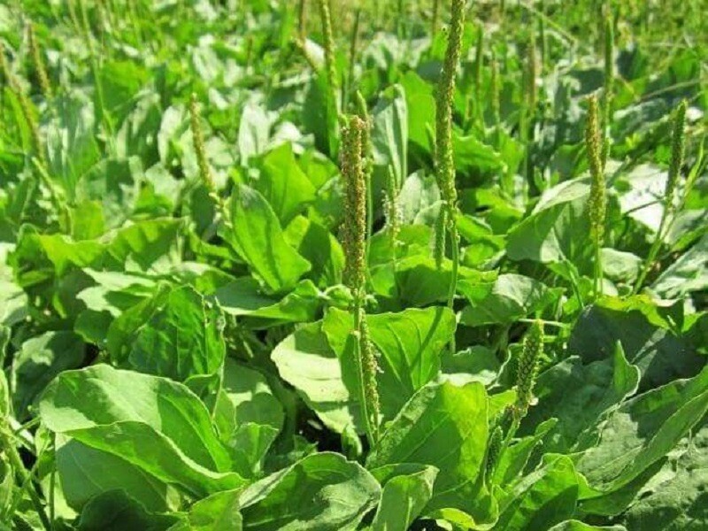 Plantain – Plantago – Broadleaf – 1000+ seeds 2024 – USA