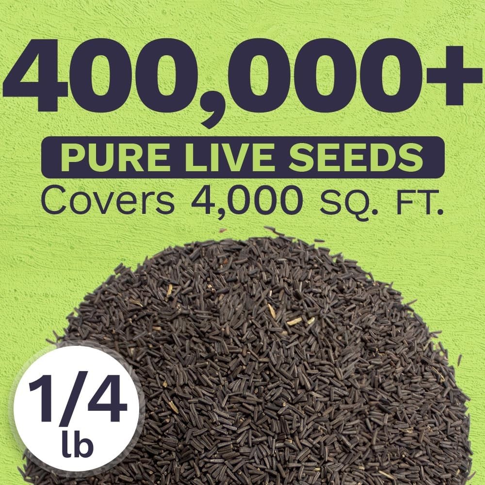 Black Eyed Susan Seeds – Bulk Quarter Pound Bag – Over 400000 Open Pollinated