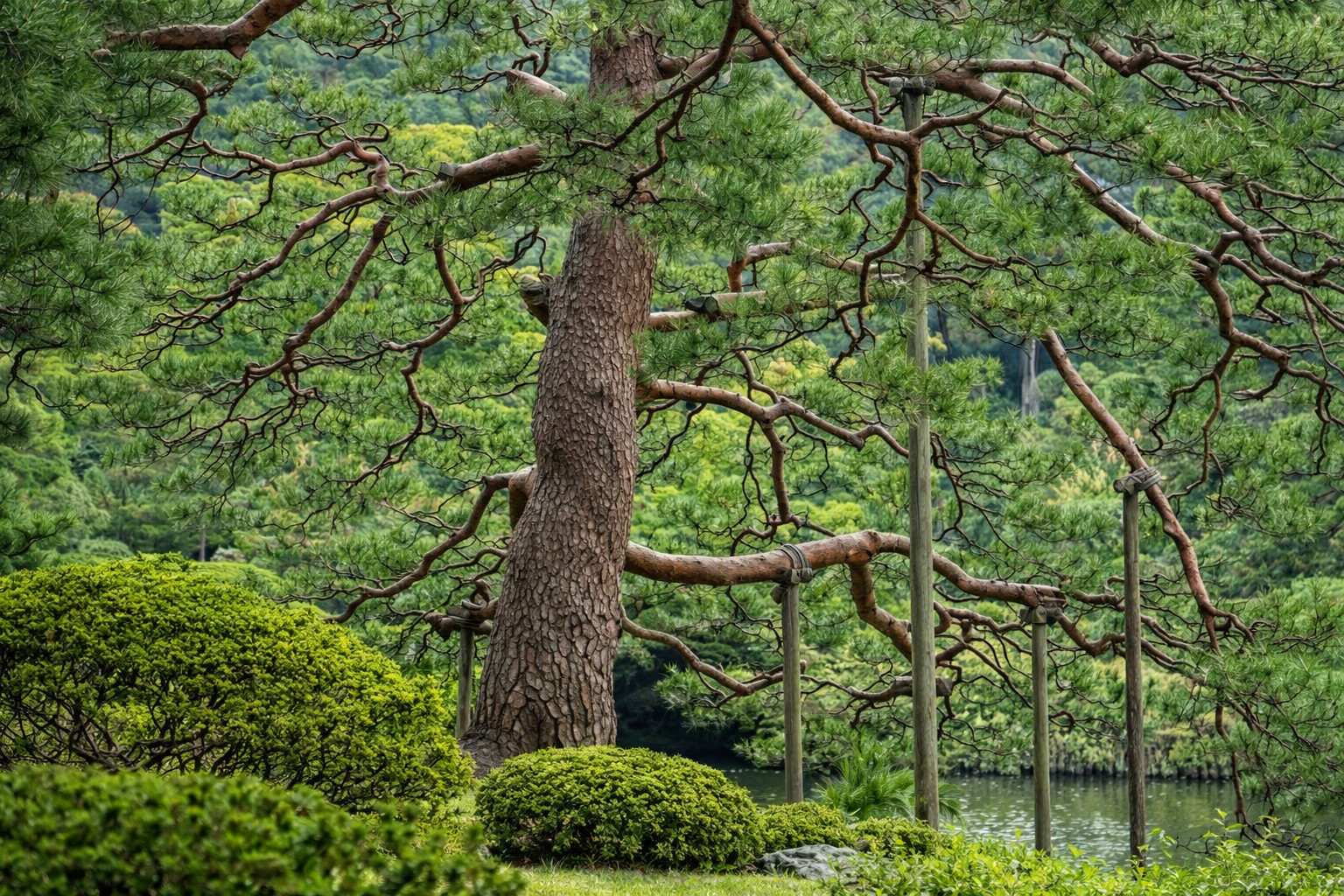 50+ Japanese Red Pine Seeds Pinus densiflora Evergreen Bonsai Tree