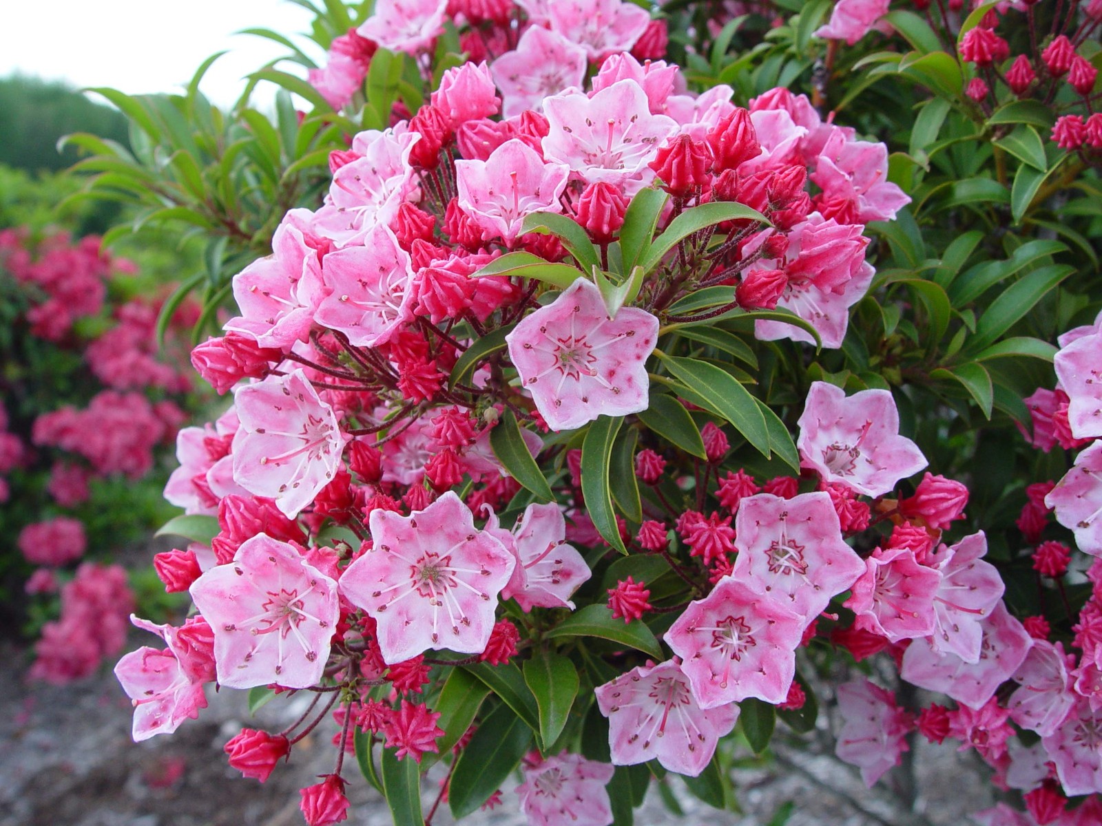 Live Plant From Green Promise Farms Kalmia Lat. Tinkerbell Mountain Laurel