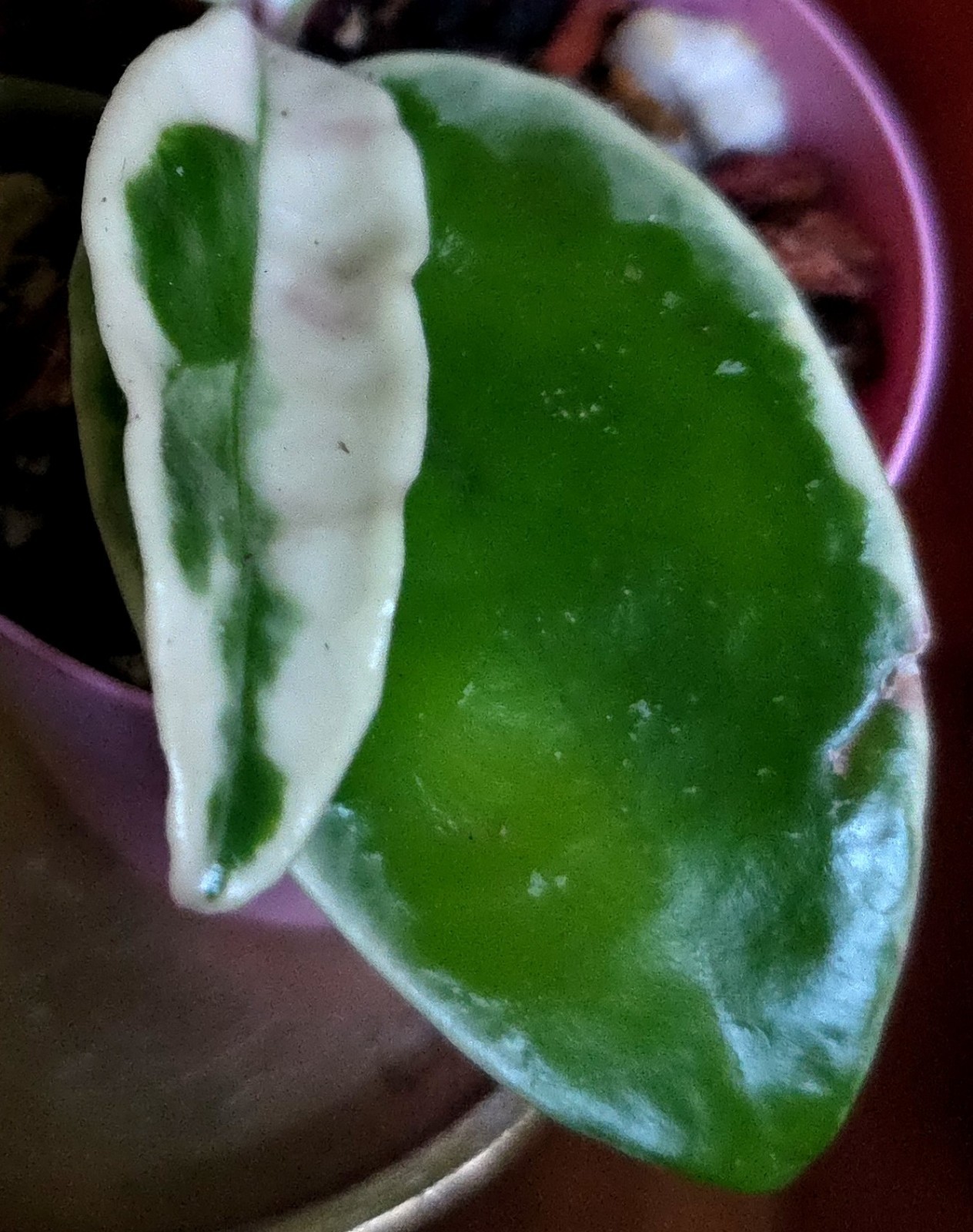 Rare Hoya Suzie Q Hybrid 8″ Tall Not Monstera Philodendron Aroid Anthurium