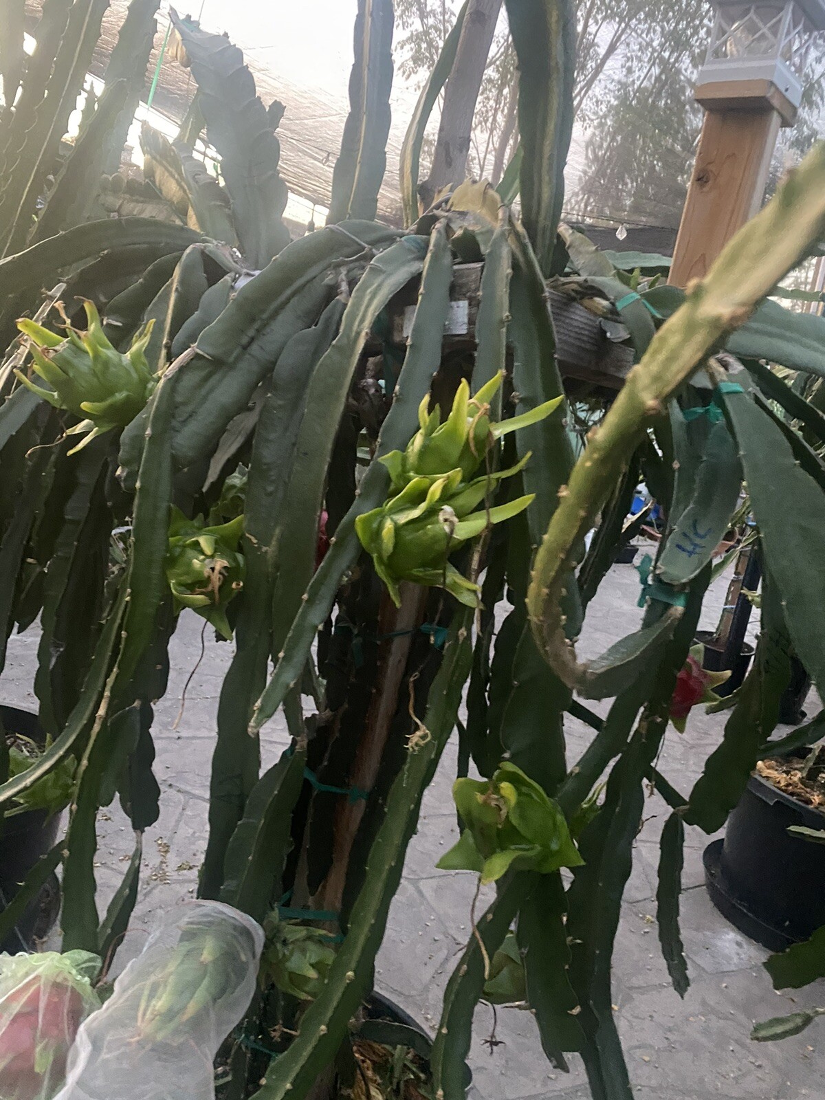 One Vietnamese read DRAGON FRUIT CUTTING 8- 12 Inches