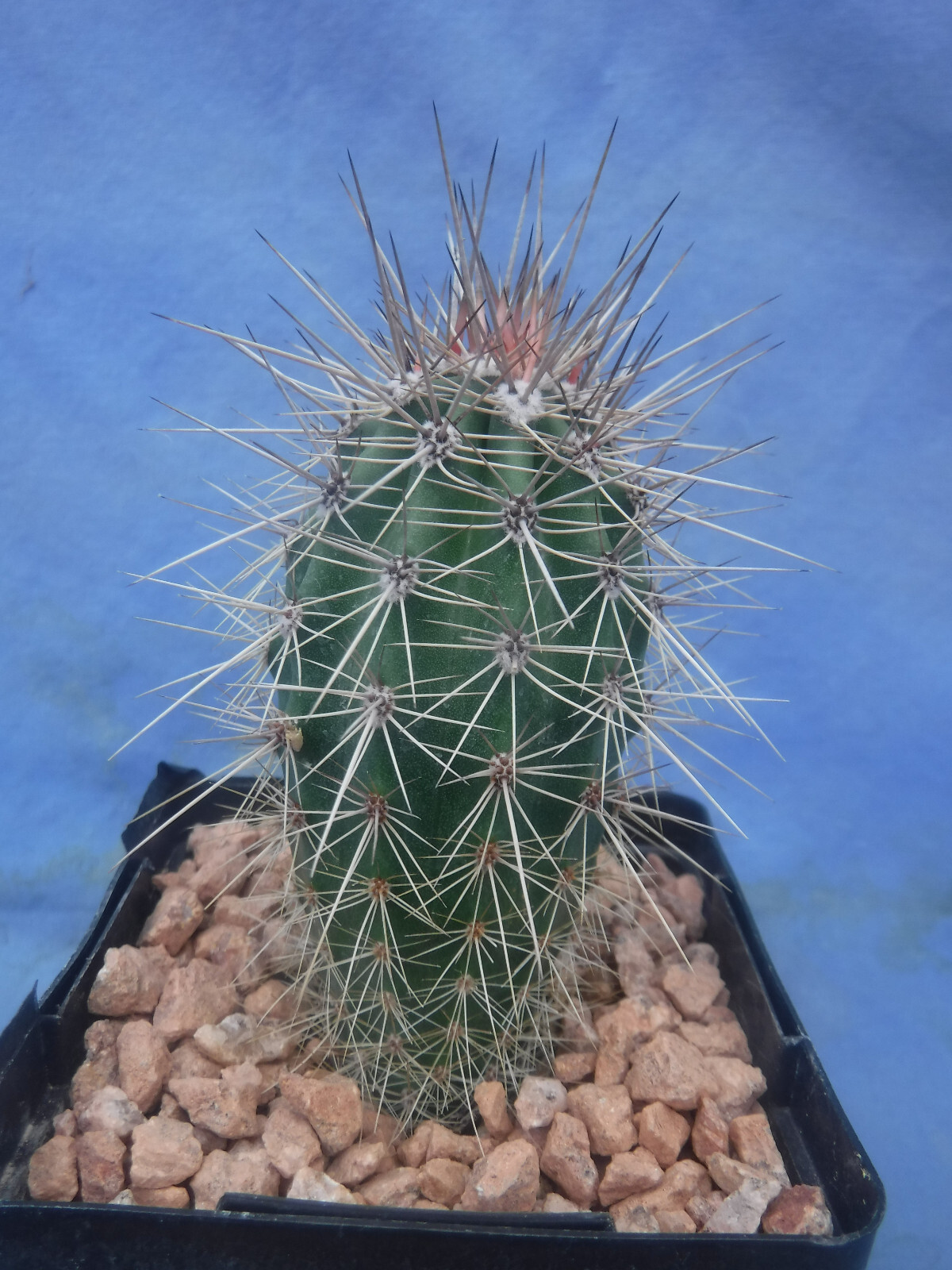 Pachycereus pringlei Cardon Mex Saguaro World’s TALLEST CACTUS Plant 3″-4″ Tall