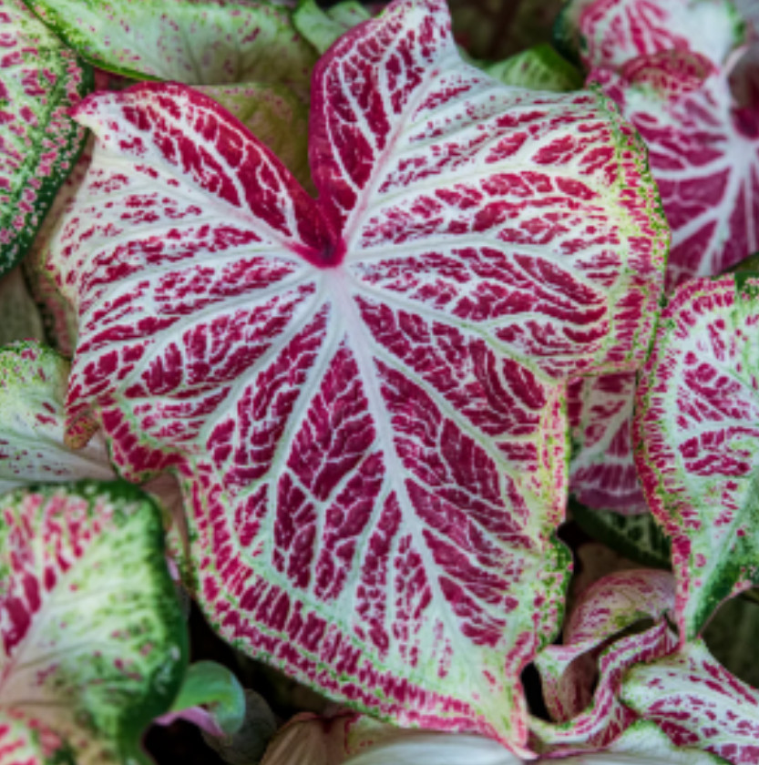Caladium ‘Peppermint’ – Size #2 Bulbs (4 Bulbs, 1-1.5″) – Vibrant Pink Tropical
