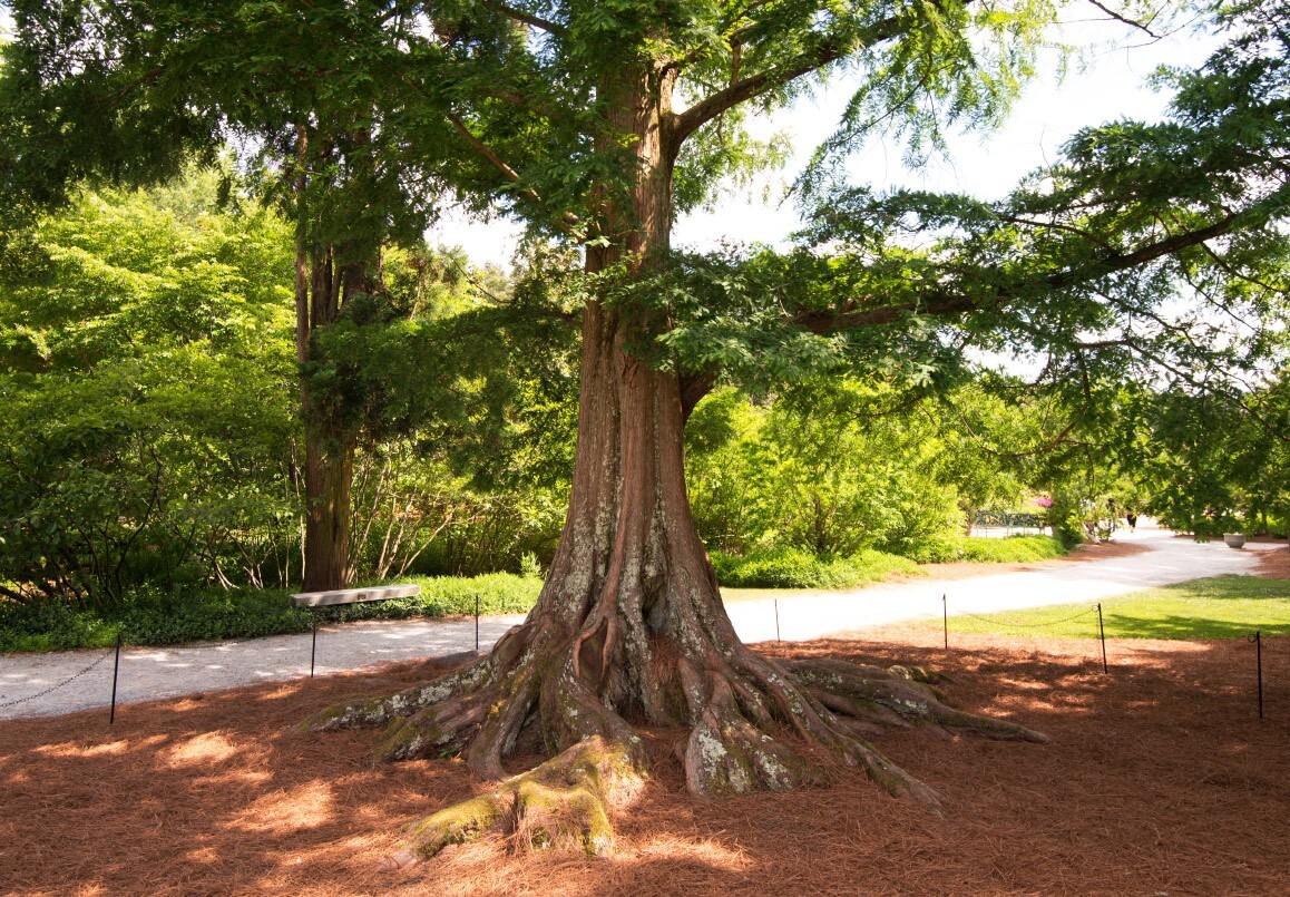 ( 3 ) – Dawn Redwood Tree – Metasequoia – Starter Plants – ( 3 live plants )