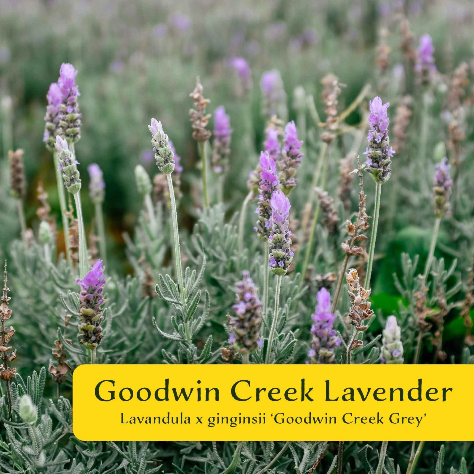 2 Goodwin Creek Lavender Plants in 3.5″ Cubes, Live Fragrant Herb (Lavandula)