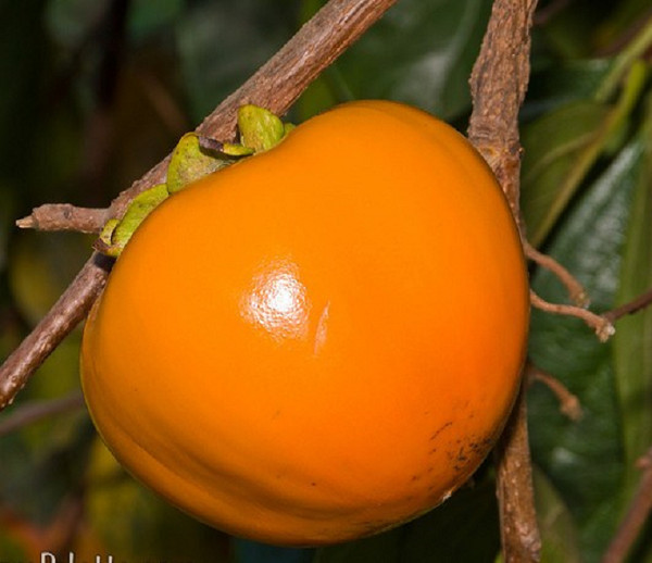 1 live fuyu persimmon tree up to 2 ft tall