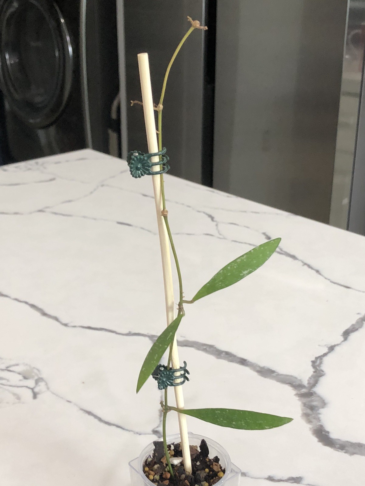 HOYA TANGGAMUS BAMBOO (ROOTED PLANT)