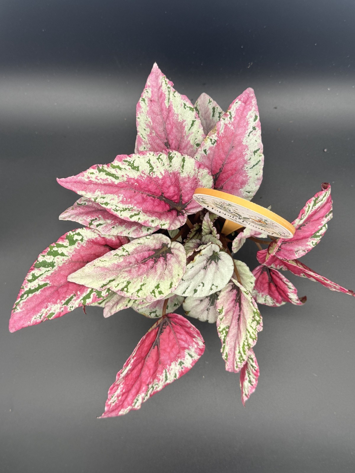 Maui Sunset Begonia – 4″ Pot Live Plant – Free Shipping