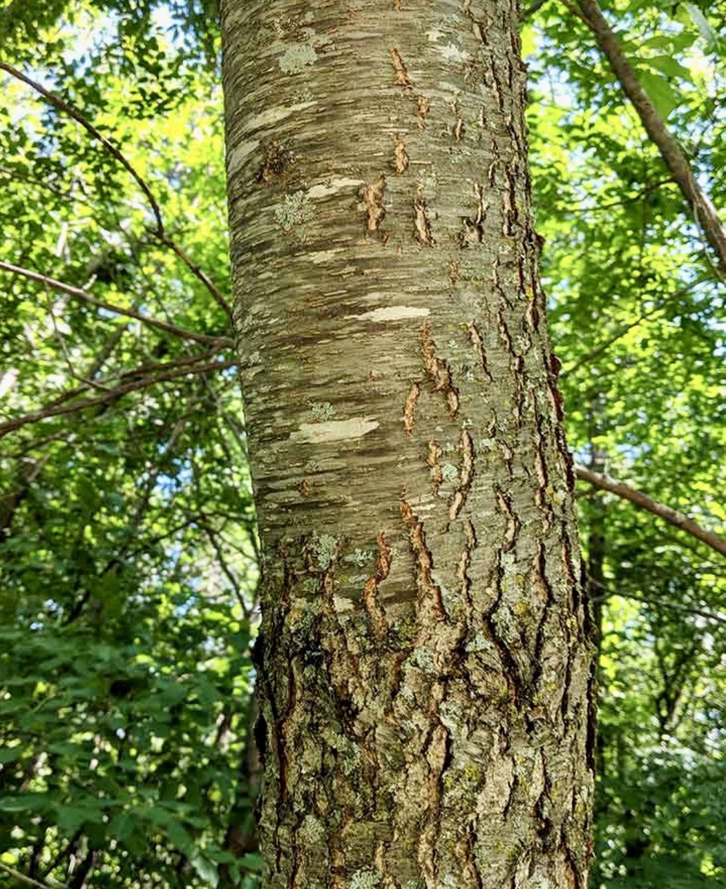 Black Cherry (Prunus serotina) Tree Seedlings 7 Live Plants Many Uses