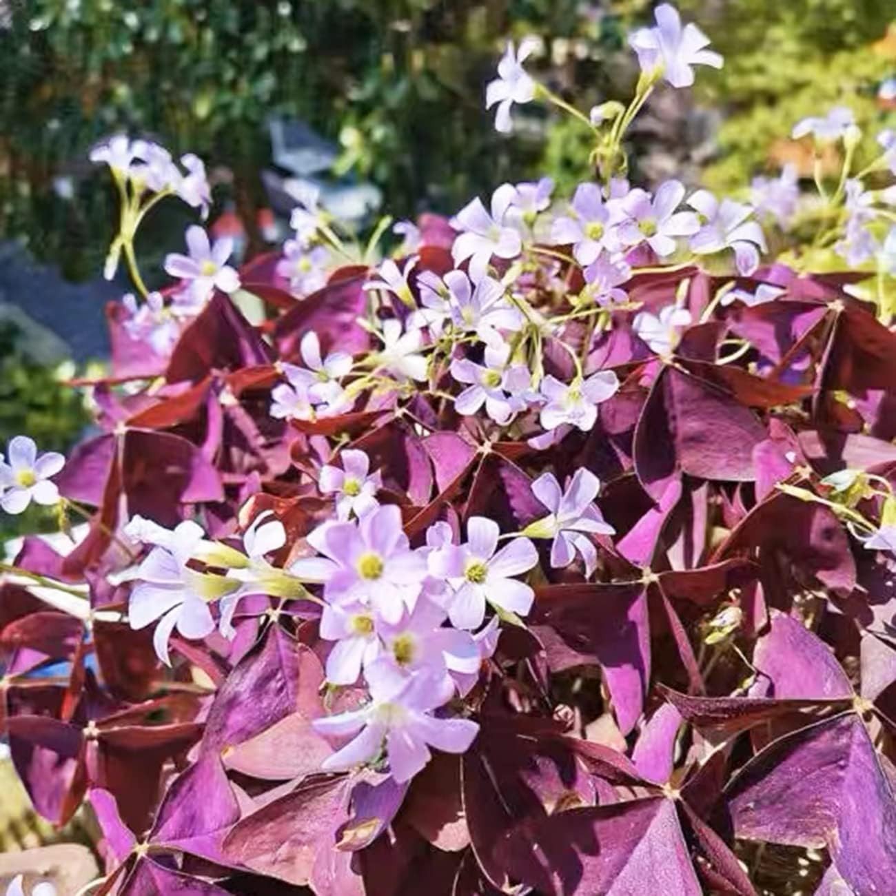12+ Non-GMO Purple Shamrocks Bulbs – Indoor/Outdoor Flowers for -Round Luck