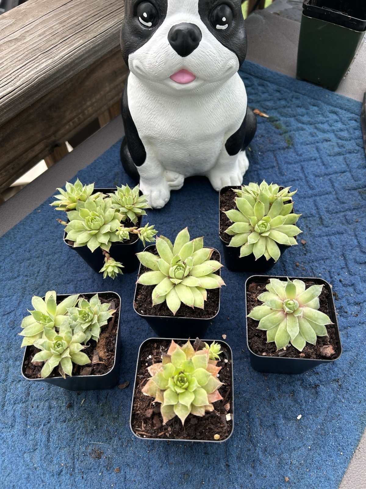 Assorted Sempervivum Live Plants – Rooted 1-3” Each