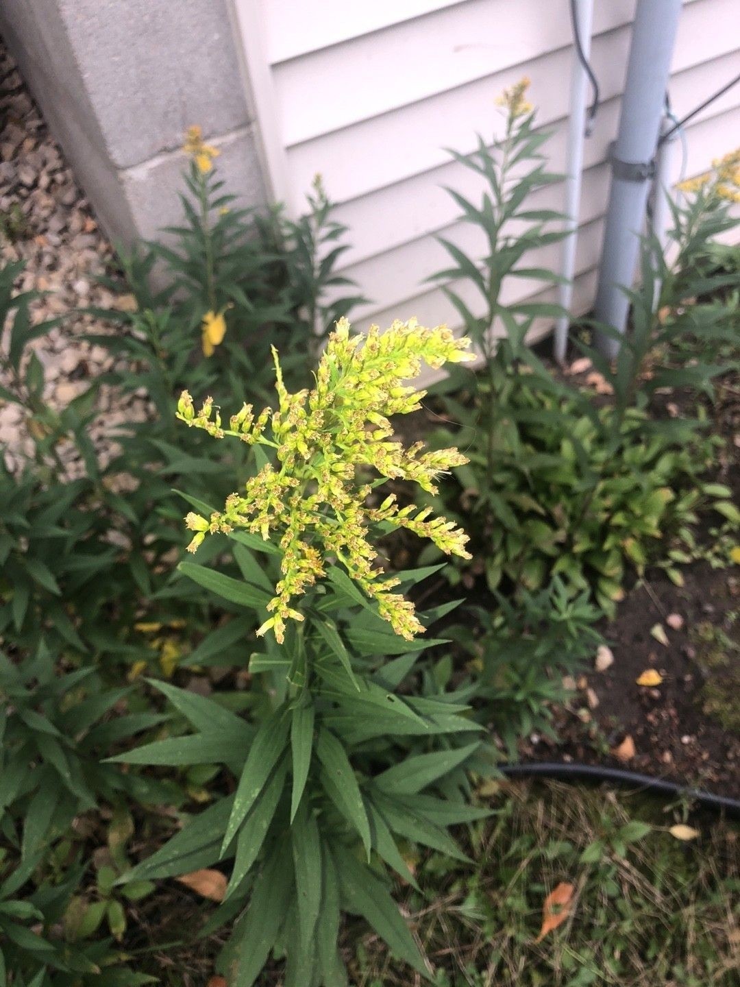 Goldenrods Tall 5 Per Order
