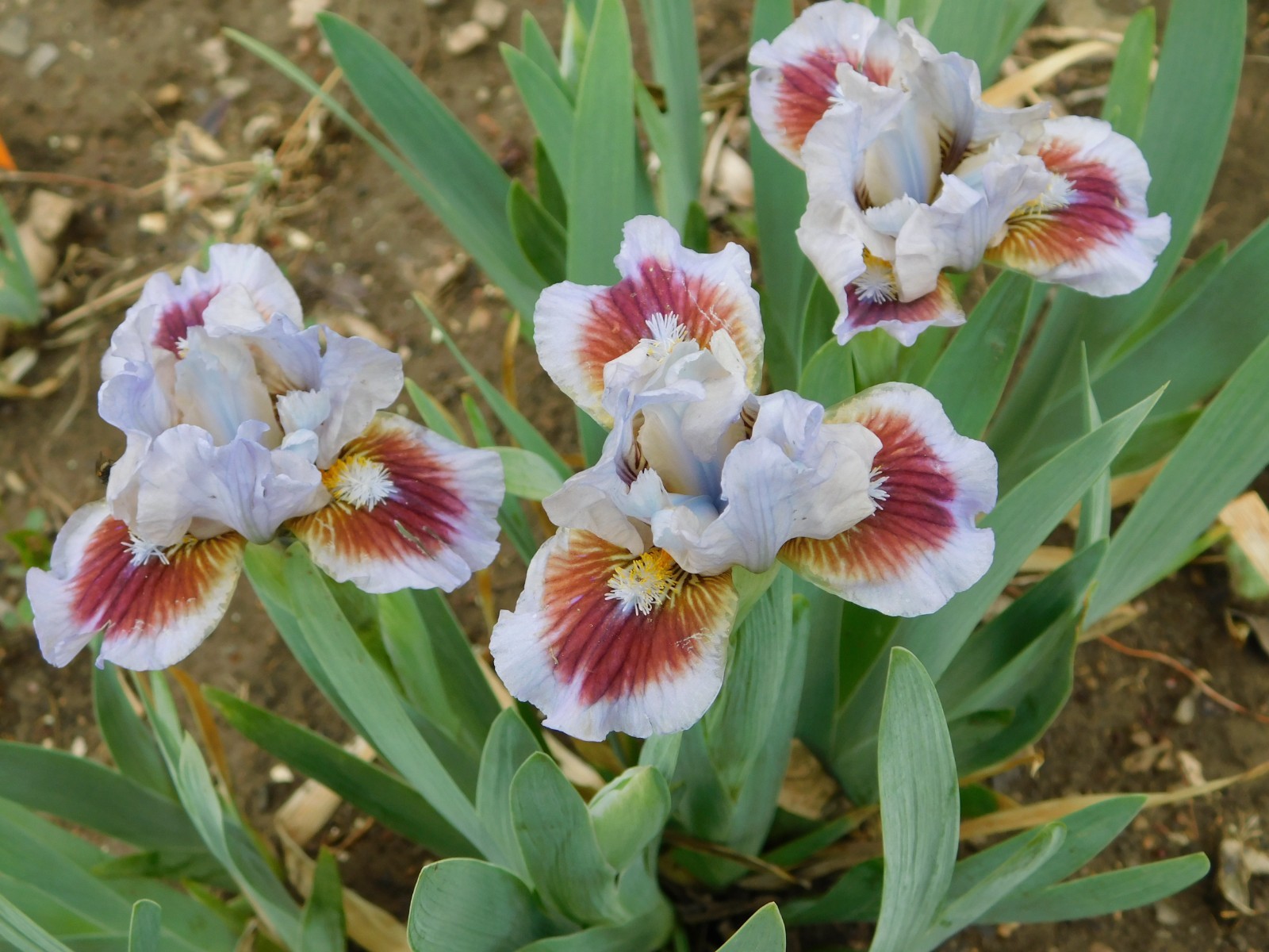 Standard Dwarf Bearded Iris GOING IN CIRCLES LOT OF 5